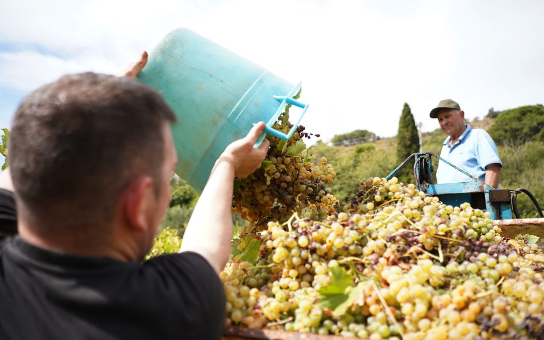 Vendemmia della legalità, a Salemi raccolti 25q di uva nel fondo confiscato