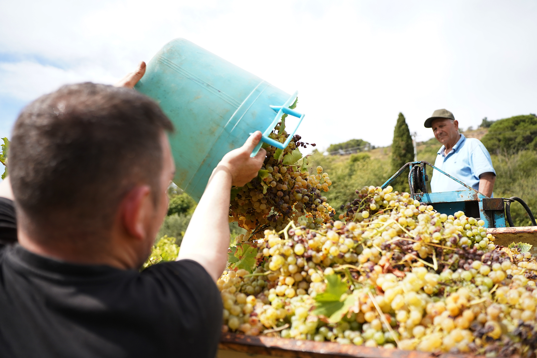 Vendemmia della legalità, a Salemi raccolti 25q di uva nel fondo confiscato