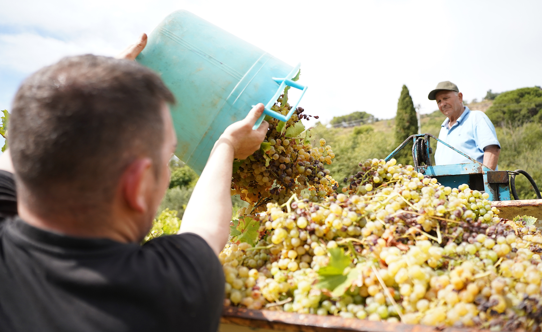 “Al Ciliegio” di Salemi la vendemmia della legalità è in anticipo